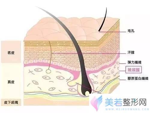 玻尿酸存在于皮肤的层次