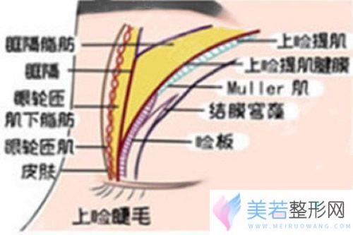 眼部组织示意图