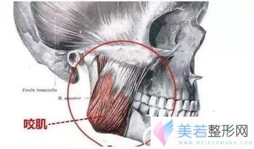 咬肌的位置