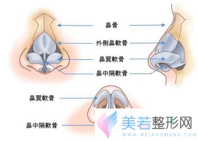 鼻骨的位置