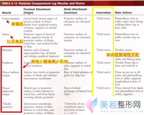 神经瘦小腿