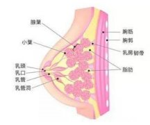 乳房下垂的原因|危害，手术矫正胸下垂的方法大全